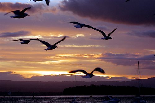 SunsetGulls.jpg
