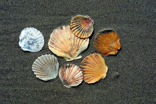 SeaShells4.jpg
