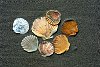 Scallop shells - Papamoa Beach, Bay of Plenty, New Zealand