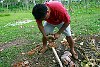 The Kingdom Of Tonga in the South Pacfic <br>Husking a coconut