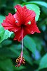 The Kingdom Of Tonga in the South Pacfic <br>Crimson hibiscus 