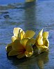The Kingdom Of Tonga in the South Pacfic <br>Frangipani blossoms