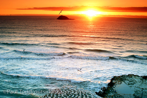 GannetsSunset