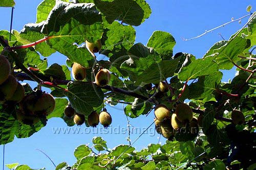 KiwiFruit.jpg