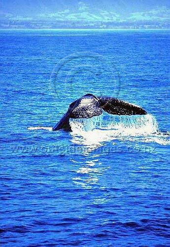 whaletailV.jpg