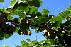 KiwiFruit.jpg