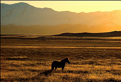 Iceland.horse