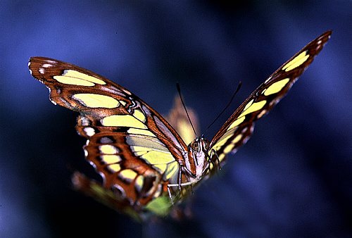 CostaRicaButterfly1